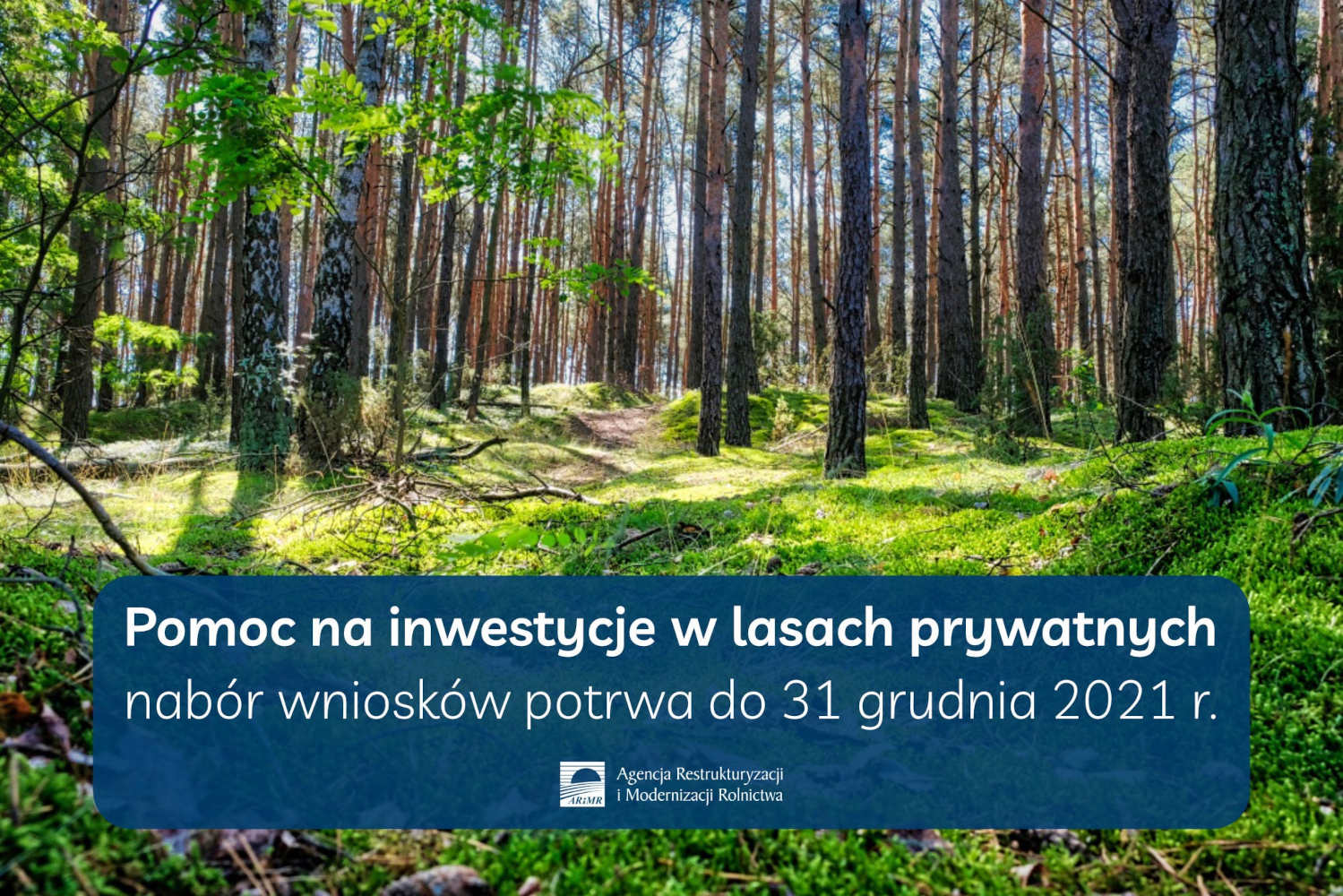 Rusza pomoc na inwestycje w lasach prywatnych - informacja prasowa