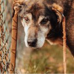 Na zdjęciu „Guzik”. Jeden z psów z naszej gminy które można adoptować w schronisku w Czartkach.