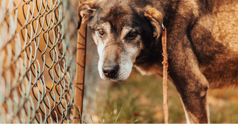 Na zdjęciu „Guzik”. Jeden z psów z naszej gminy które można adoptować w schronisku w Czartkach.