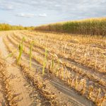 Szacowanie strat spowodowanych suszą w 2023 r. Ważne informacje dla rolników!