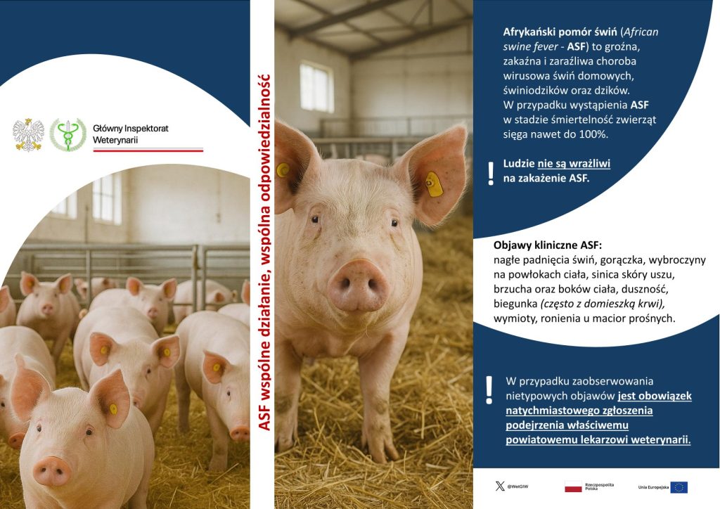 Afrykański pomór świń (ASF). Informacje