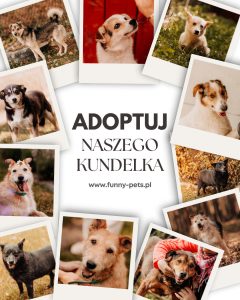 25 października obchodzimy Dzień Kundelka