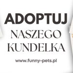 25 października obchodzimy Dzień Kundelka