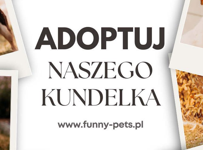 25 października obchodzimy Dzień Kundelka