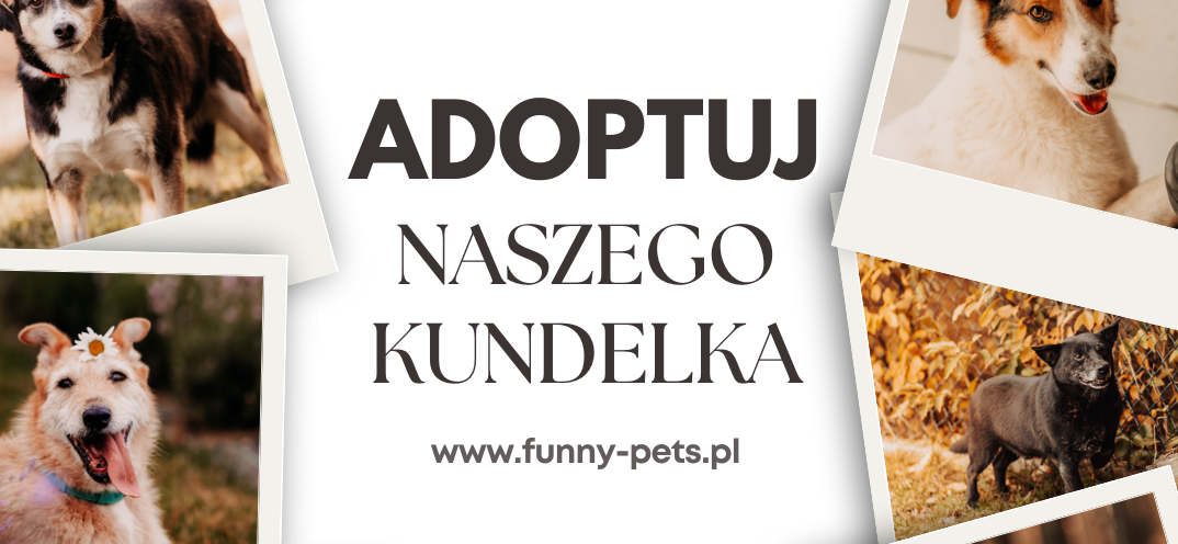 25 października obchodzimy Dzień Kundelka