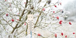 Uwaga! Prognozowane silne mrozy