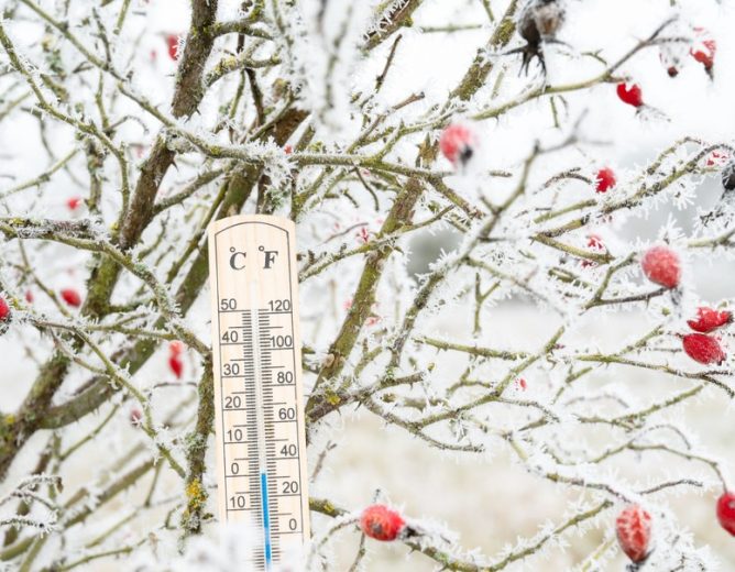 Uwaga! Prognozowane silne mrozy