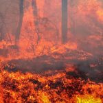 Wysokie zagrożenie pożarowe w lasach