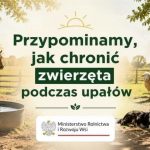 Upały a dobrostan zwierząt – jak chronić zwierzęta przed wysokimi temperaturami