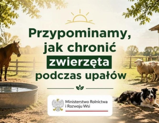 Upały a dobrostan zwierząt – jak chronić zwierzęta przed wysokimi temperaturami